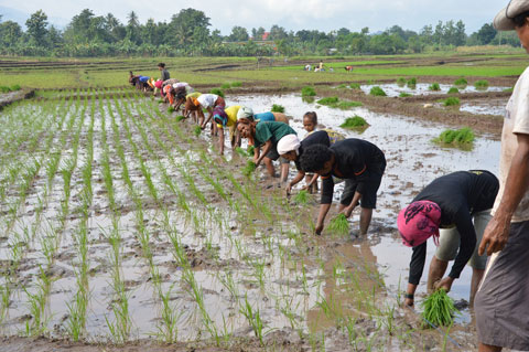 SRI農法の田植えの様子