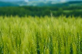 SRI農法での麦畑