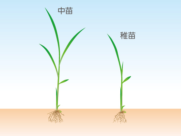 SRI農法　稚苗と中苗